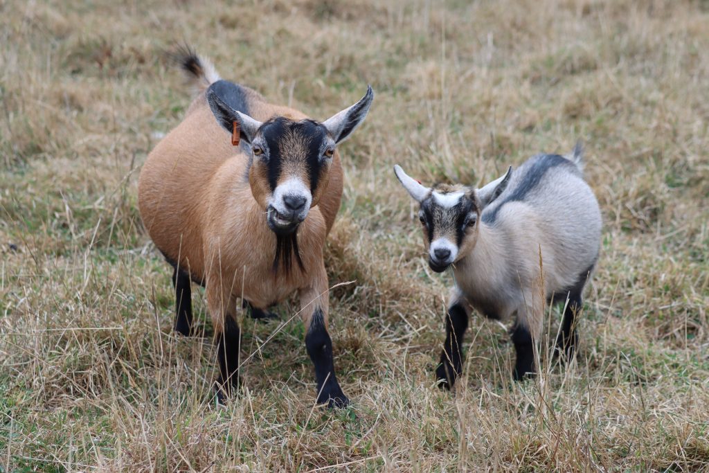 Pygmy Goat Breed Information - NPGAA